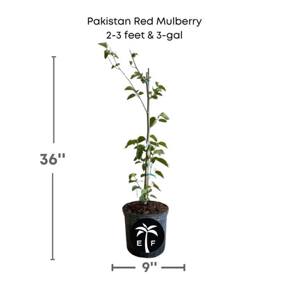 Pakistan Red Mulberry Plant in a 3 gallon pot