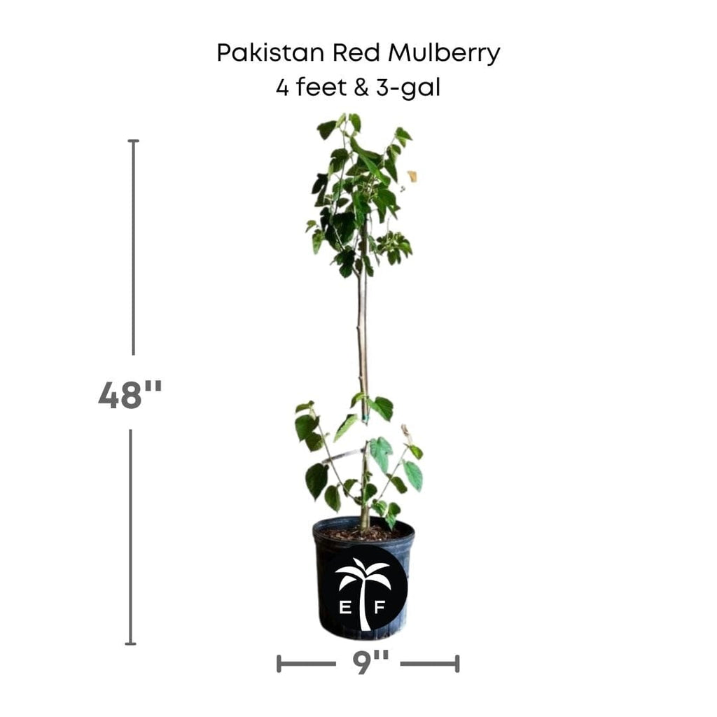 Pakistan Red Mulberry Tree 111-Lalo Melo 4 feet & 3-gal
