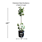 Pakistan Red Mulberry Tree 111-Lalo Melo 4 feet & 3-gal