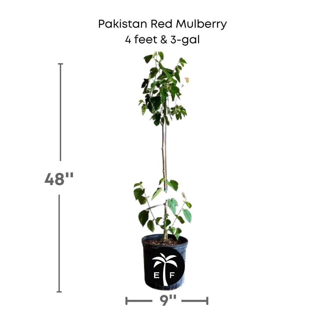 Pakistan Red Mulberry plant in a 3 gallon pot and 4 feet