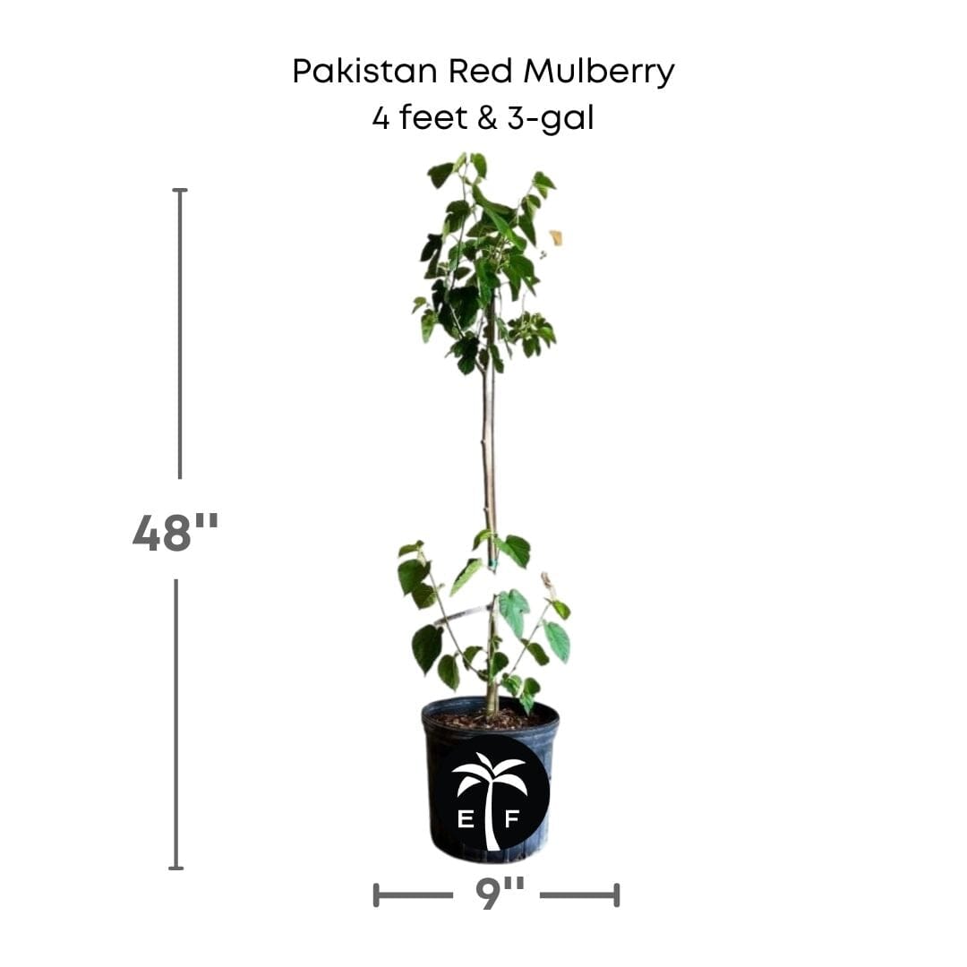 Pakistan Red Mulberry Tree 111-Lalo Melo 4 feet & 3-gal