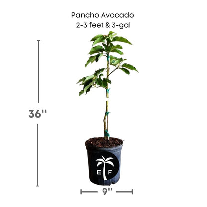 Pancho/Poncho Avocado Tree, Grafted Fruit Trees 110-Guacalina Nursery & Broker 2-3 feet & 3-gal 