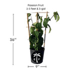 Passion Fruit Red Variety, Maracuya Rojo Fruit Trees 118-Agri-Starts Inc 2-3 feet & 3-gal 