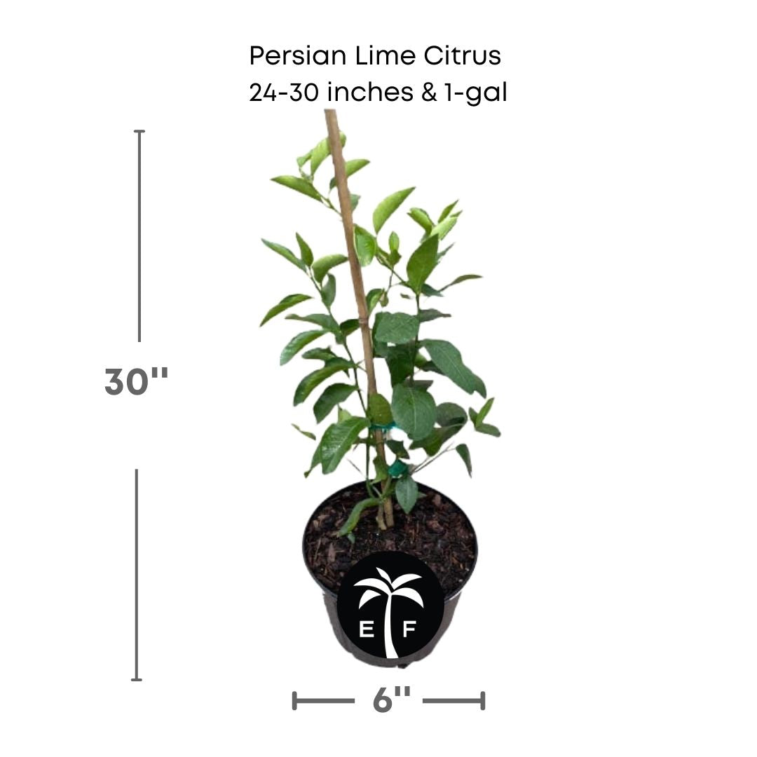 Persian Lime citrus plant in a 1 gallon pot