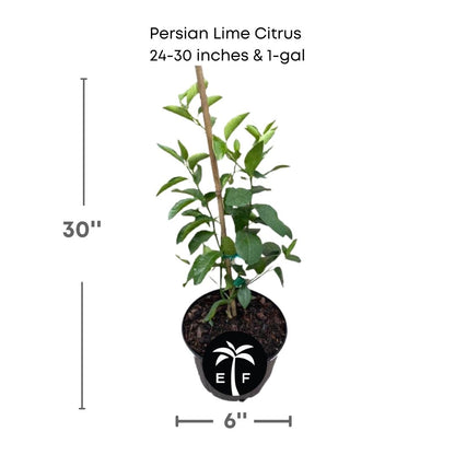 Persian Lime citrus plant in a 1 gallon pot