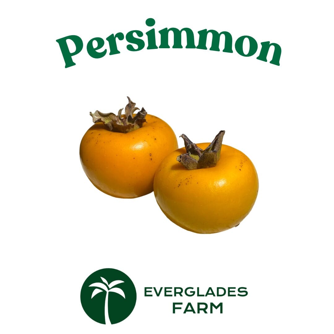 Fuyu Persimmon Tree 102-Zill High Performance Plants 