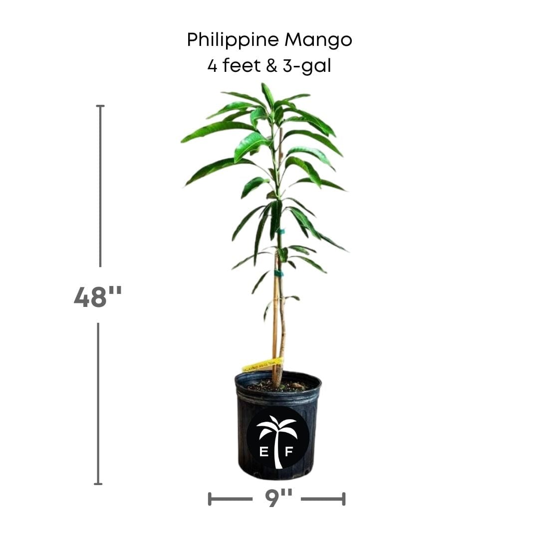 Philippine Mango in a 3 gallon pot and 4 feet