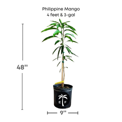 Philippine Mango in a 3 gallon pot and 4 feet