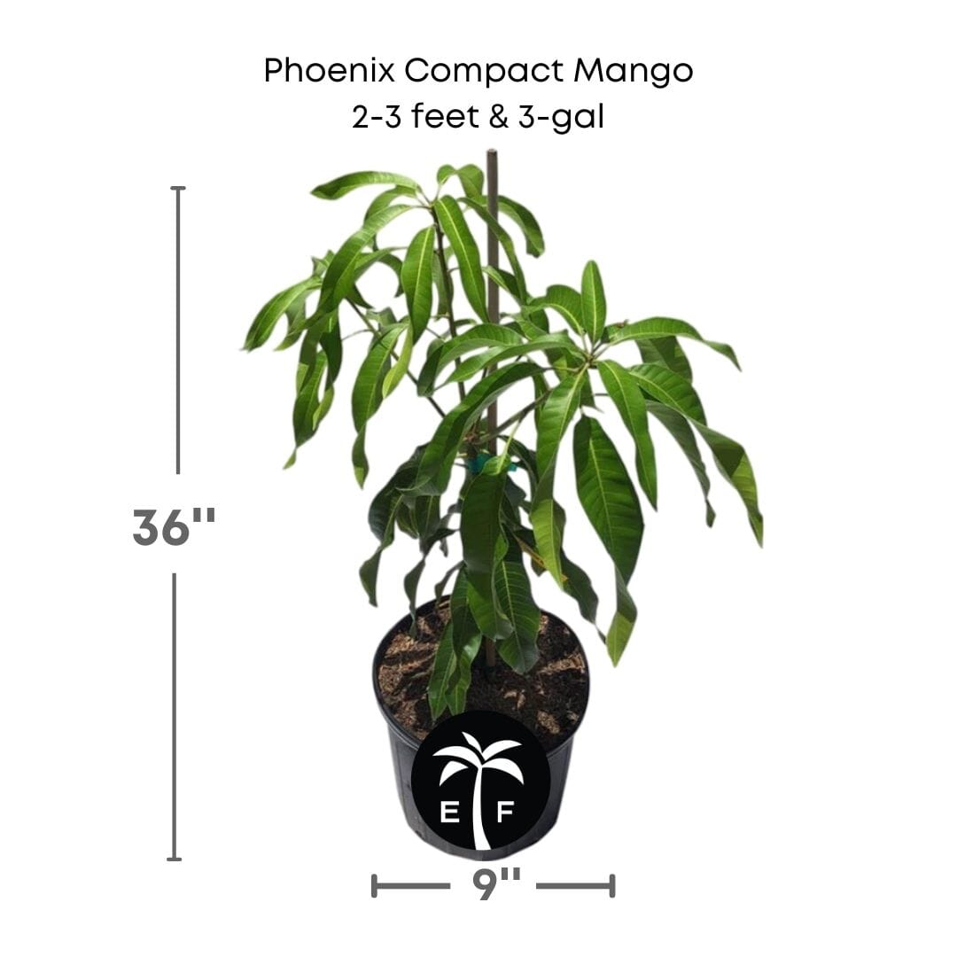 Phoenix Compact Mango Tree, Grafted Fruit Trees Everglades Farm 3 feet & 3-gal 