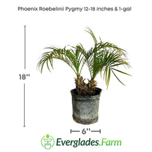 Phoenix Roebelinii Pygmy Tropical Palm, Date Palm Tree 130-Casey's Corner Nursery 12-18 inches & 1-gal 