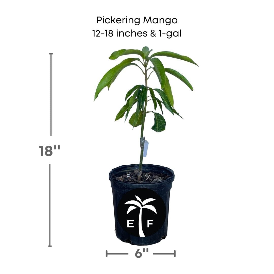 Pickering Mango Tree, Dwarf, Grafted Fruit Trees 100-Carlos Tropical Fruits 12-18 inches & 1-gal 