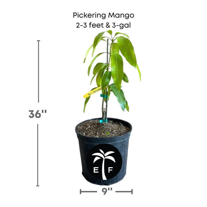 Pickering Mango in a 3 gallon pot