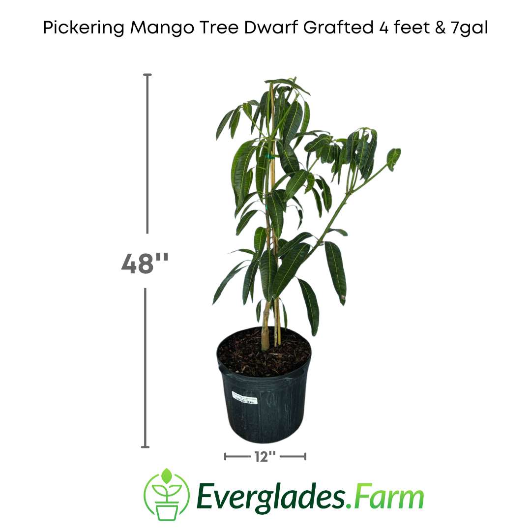 Pickering mangos are renowned for their sweet and creamy flavor, as well as their smooth texture with minimal fiber. Furthermore, being cultivated through grafting, these trees tend to ripen more quickly and consistently produce fruits.