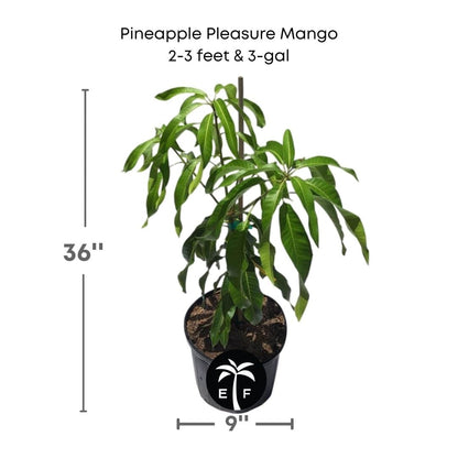 Pineapple Pleasure Mango Tree, Dwarf or Condo, Grafted Fruit Trees 102-Zill High Performance Plants 2-3 feet & 3-gal 