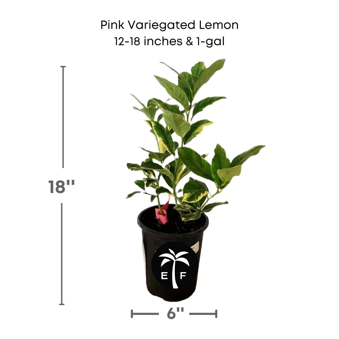 Pink Variegated lemon tree in a 1 gallon pot