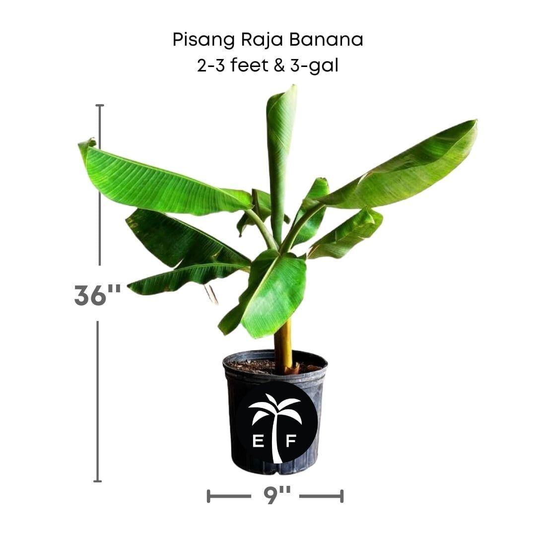 Pisang Raja Banana Plant 109-Going Bananas 2-3 feet & 3-gal