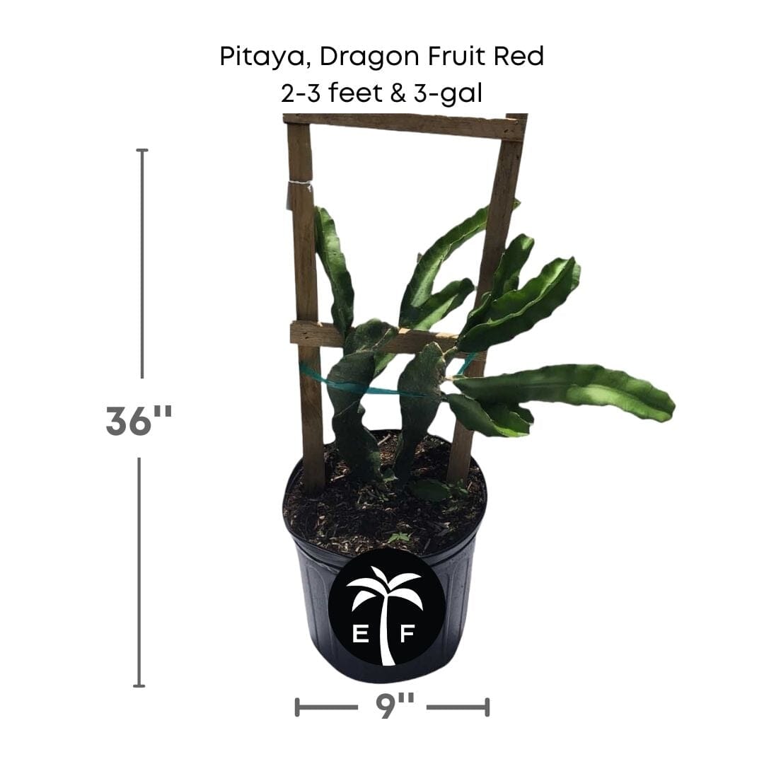 Pitaya, Dragon Fruit Red Fruit Trees 103-Pine Island Nursery 2-3 feet & 3-gal 