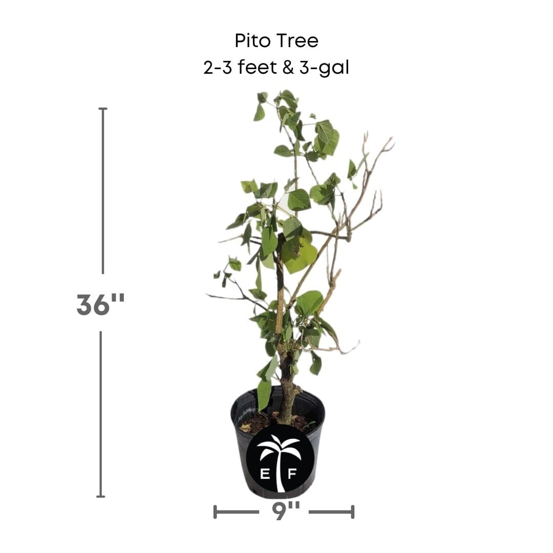 Bitopi Tree Arbol de Pito | Pito Tree for Sale – Everglades Farm