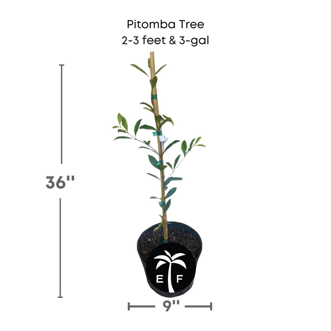 Pitomba [Eugenia luschnathiana] Tree 103-Pine Island Nursery 2-3 feet & 3-gal