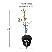 Pitomba [Eugenia luschnathiana] Tree 103-Pine Island Nursery 2-3 feet & 3-gal