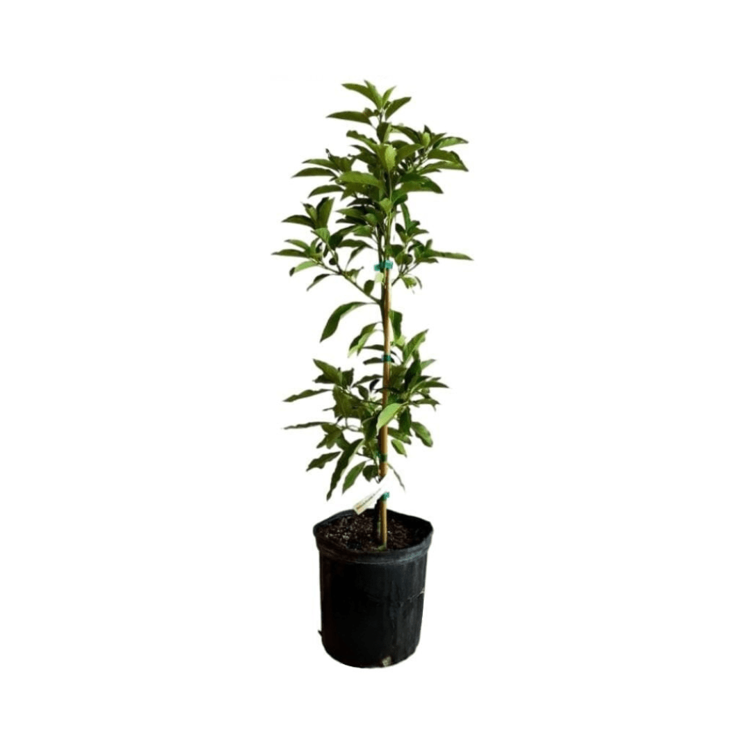 Pollock Avocado Tree, Grafted Fruit Trees 102-Zill High Performance Plants 4 feet & 7-gal 