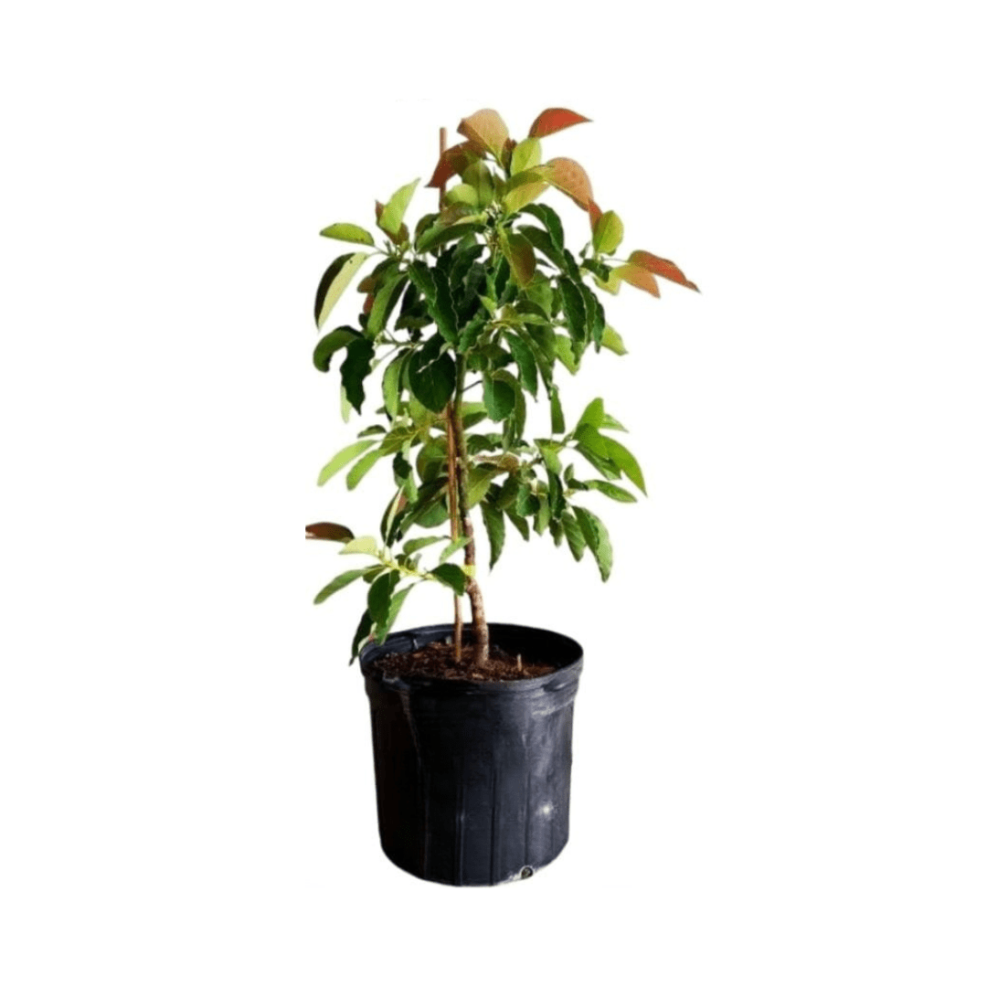 Pollock Avocado Tree, Grafted Fruit Trees 102-Zill High Performance Plants 2-3 feet & 3-gal 