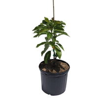 Pollock Avocado Tree, Grafted Fruit Trees 102-Zill High Performance Plants 