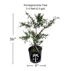 Pomegranate Tree, Pink Fruit Fruit Trees 100-Carlos Tropical Fruits 2-3 feet & 3-gal 