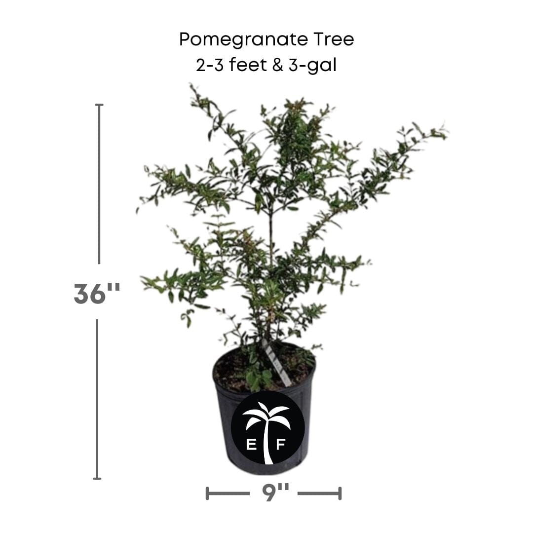 Pomegranate Tree, Pink Fruit Fruit Trees 100-Carlos Tropical Fruits 2-3 feet & 3-gal 