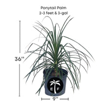 Ponytail Palm Tree Fruit Trees 115-Orlando Nursery 2-3 feet & 3-gal