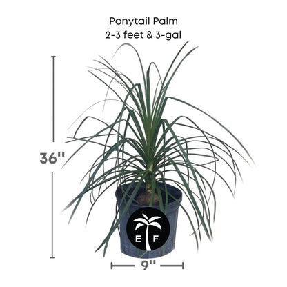 Ponytail Palm Tree Fruit Trees 115-Orlando Nursery 2-3 feet & 3-gal