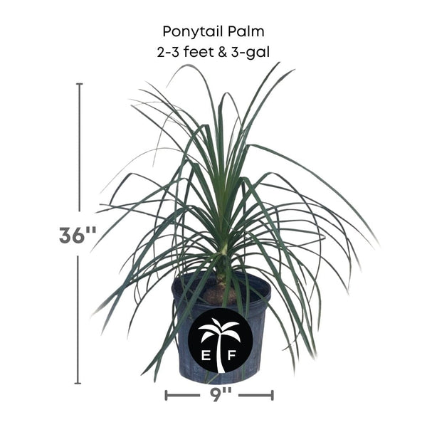 large ponytail palm for sale florida Ponytail Palm Tree – Everglades Farm