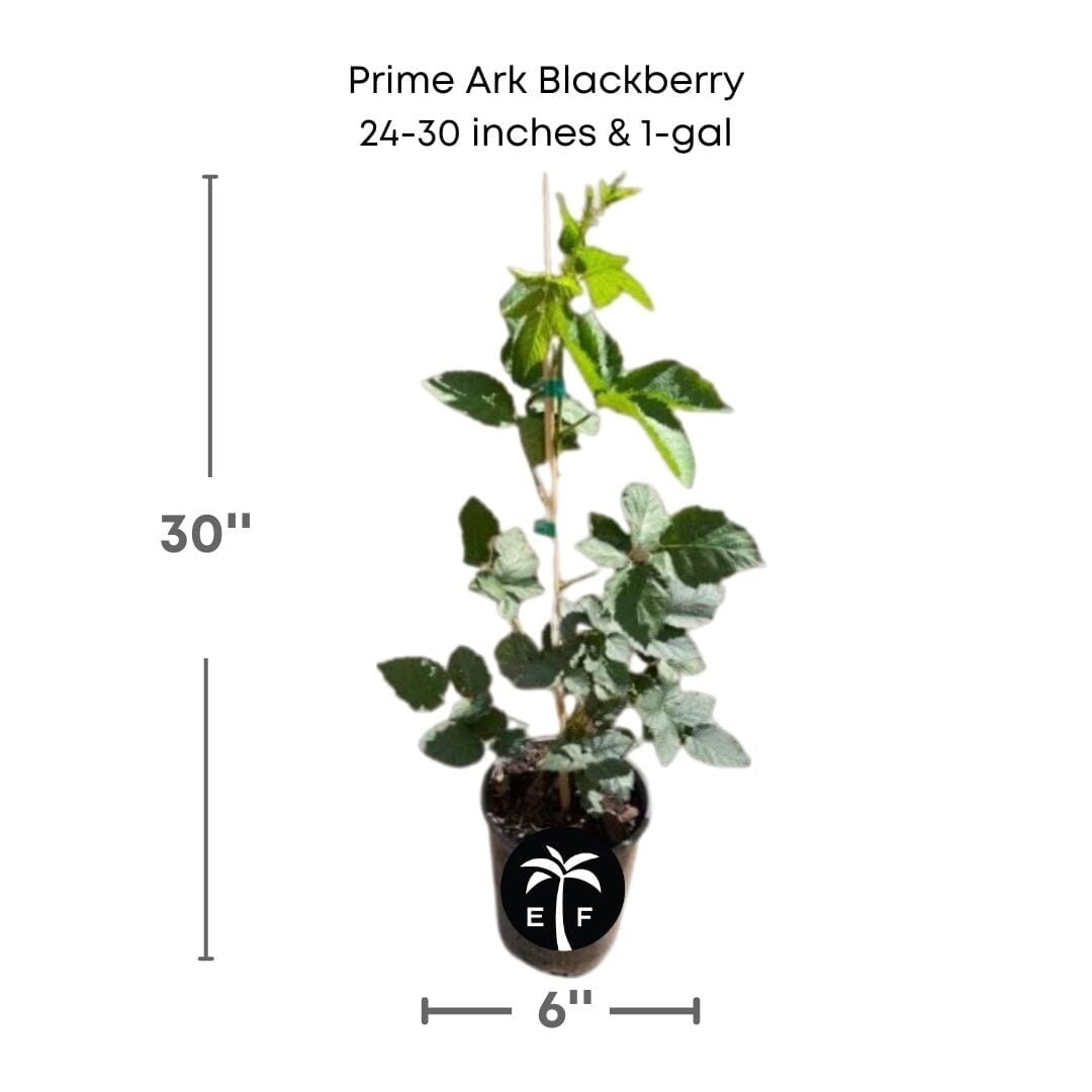 Prime-Ark® 45 Blackberry Plant 118-Agri-Starts Inc 24-30 inches & 1-gal