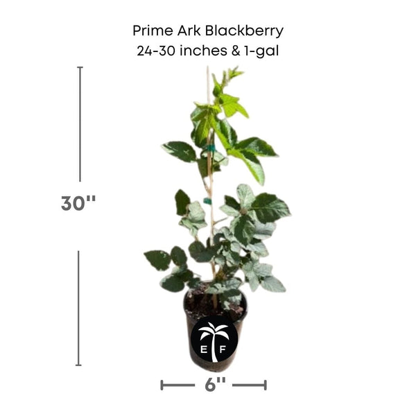 ark plant Prime-Ark® 45 Blackberry Plant