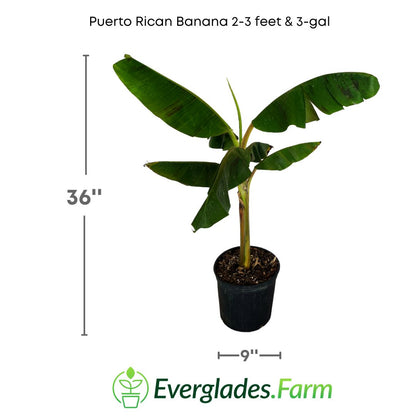 Puerto Rican Dwarf Plantain Banana Tree