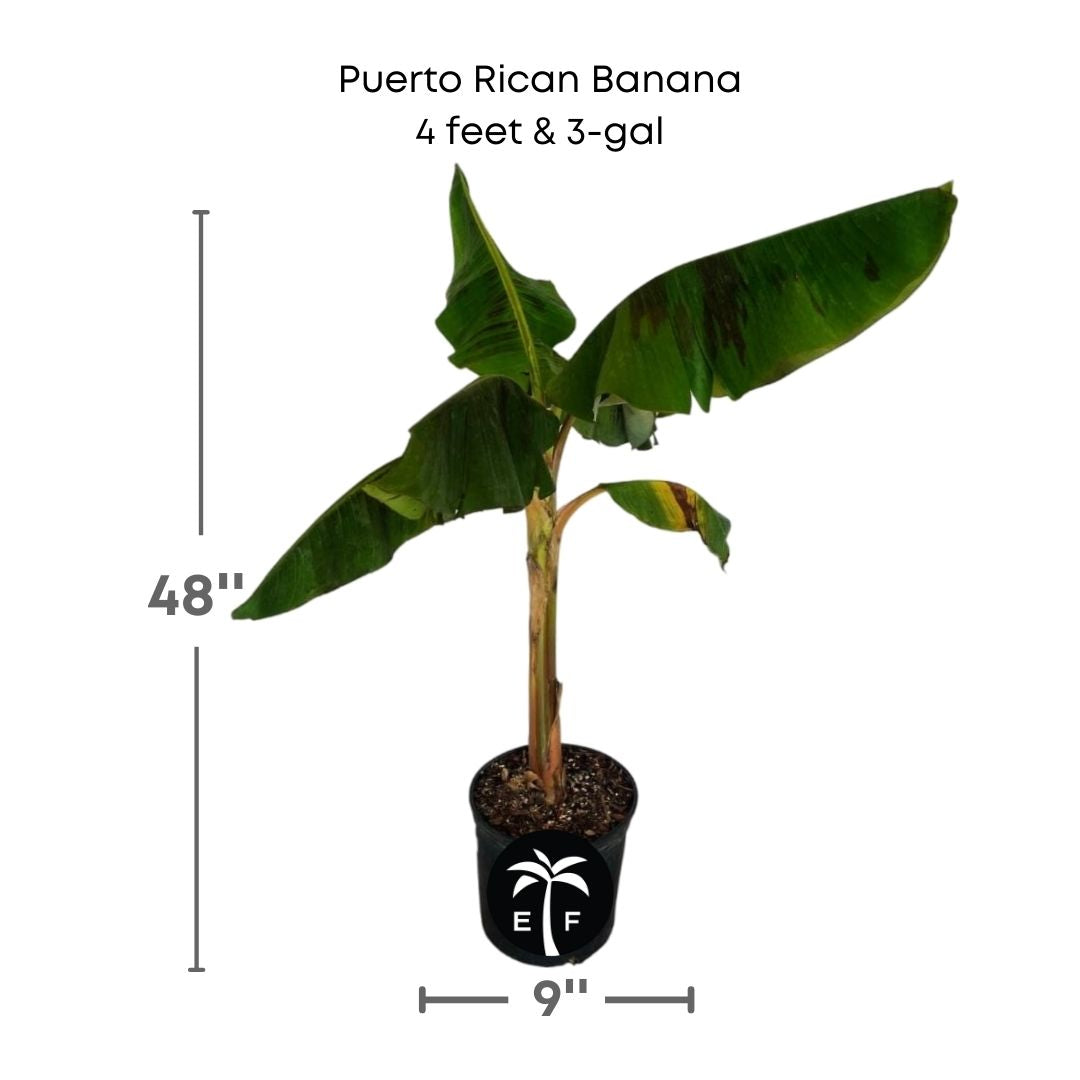 Puerto Rican Banana plant in a 3 gallon pot and 4 feet