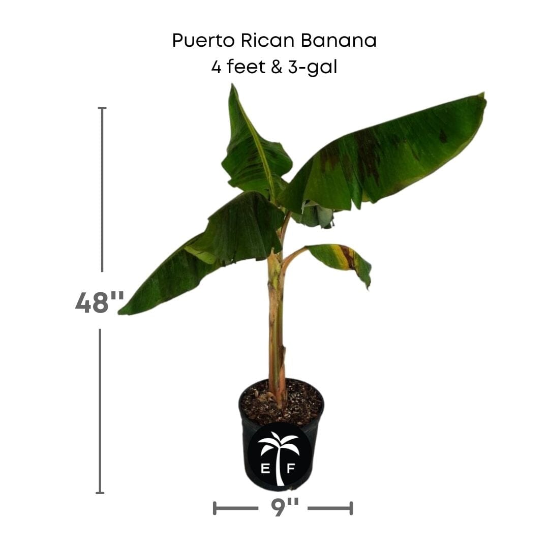 Puerto Rican Dwarf Plantain Banana Tree 109-Going Bananas 4 feet & 3-gal
