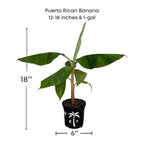 Puerto Rican Dwarf Plantain Banana Tree 109-Going Bananas 12-18 inches & 1-gal