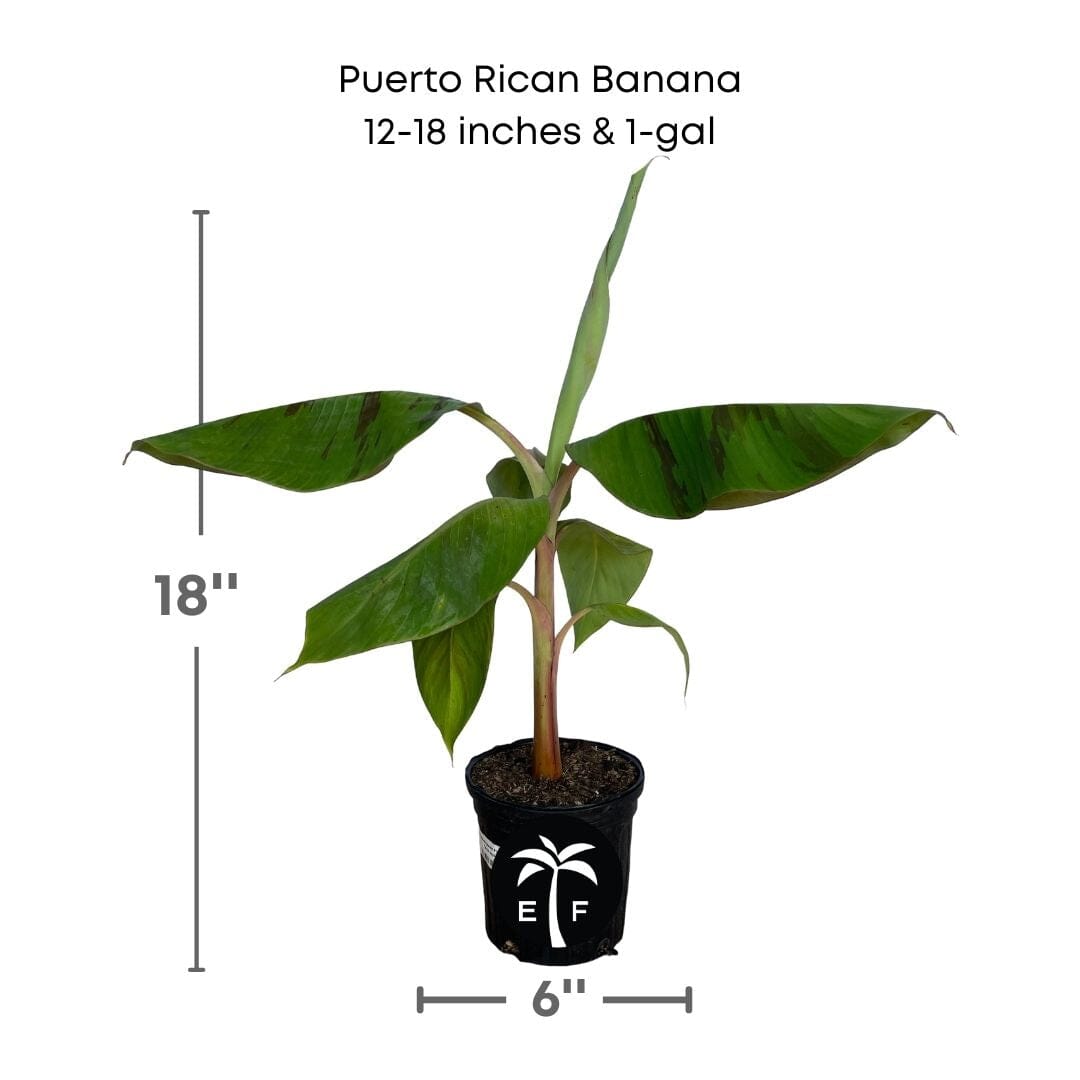 Puerto Rican Dwarf Plantain Banana Tree 109-Going Bananas 12-18 inches & 1-gal