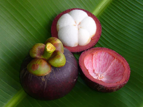 Purple Mangosteen Fruit Tree
