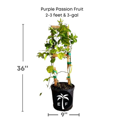 Purple Passion Fruit Vine Maracuya Morado Fruit Trees 118-Agri-Starts Inc 2-3 feet & 3-gal