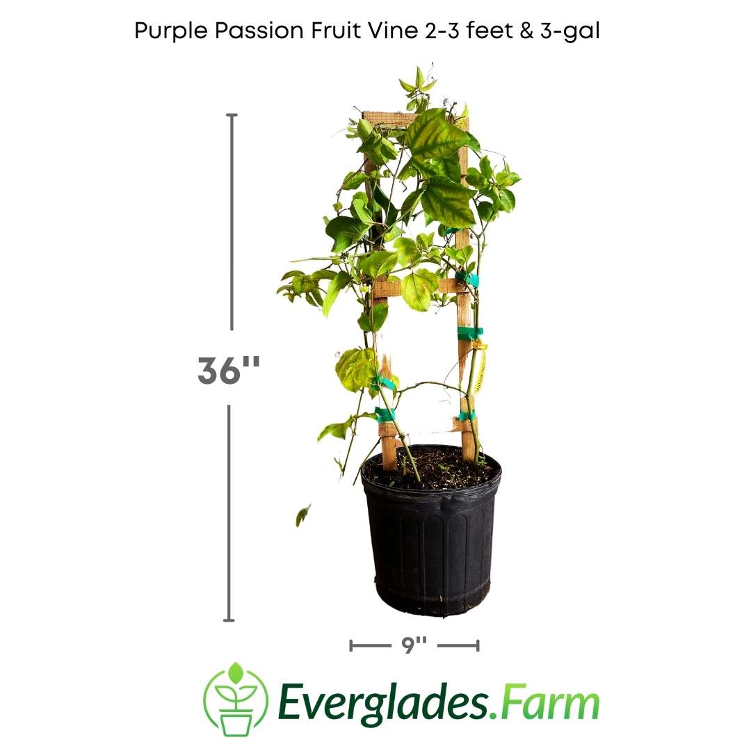 also known as the Purple Passion Fruit Vine, is a lush and vibrant climbing plant that delights the senses with its beauty and delicious fruit.