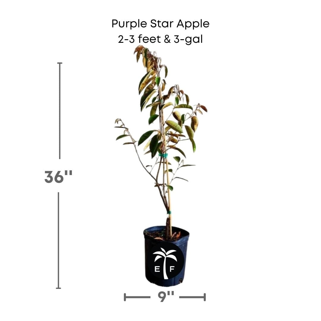 Purple Star Apple / Caimito Morado Grafted Fruit Trees 100-Carlos Tropical Fruits 2-3 feet & 3-gal