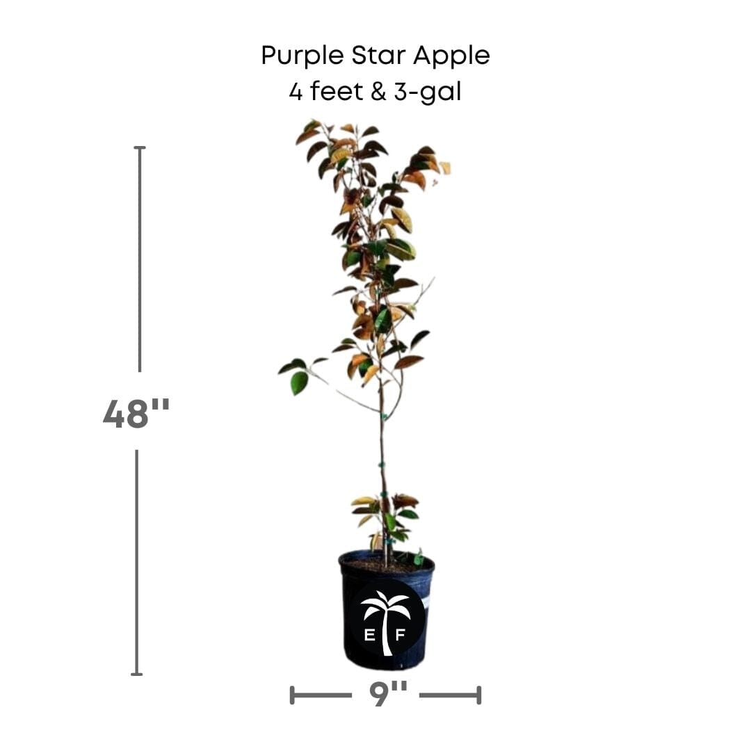 Purple Star Apple / Caimito Morado Grafted Fruit Trees 100-Carlos Tropical Fruits 4 feet & 3-gal