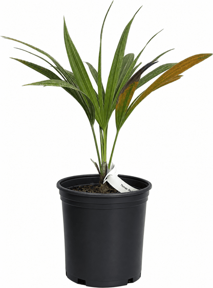Thrinax Radiata Palm Tree - Durable, Low-Maintenance Tropical Plant for Indoor or Outdoor Decor Fruit Trees 130-Casey's Corner Nursery 1-2 feet & 1-gal 