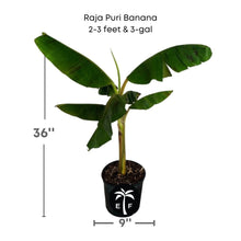 Raja Puri Banana Plant 109-Going Bananas 2-3 feet & 3-gal