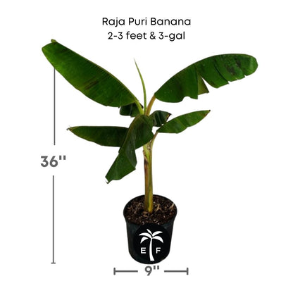 Raja Puri Banana plant in a 3 gallon pot