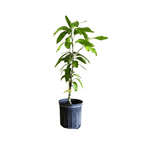 Raw Honey Mango Tree, Grafted Fruit Trees 102-Zill High Performance Plants 2-3 feet & 3-gal 