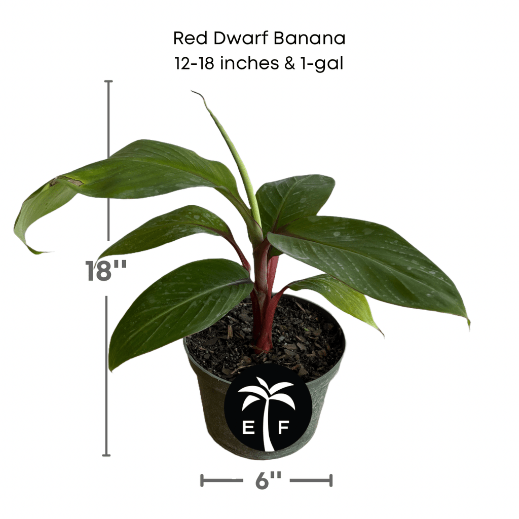 Red Dwarf Banana Tree or Red Cuban Banana Fruit Trees Everglades Farm 12-18 inches & 1-gal