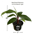Red Dwarf Banana Tree or Red Cuban Banana Fruit Trees Everglades Farm 12-18 inches & 1-gal
